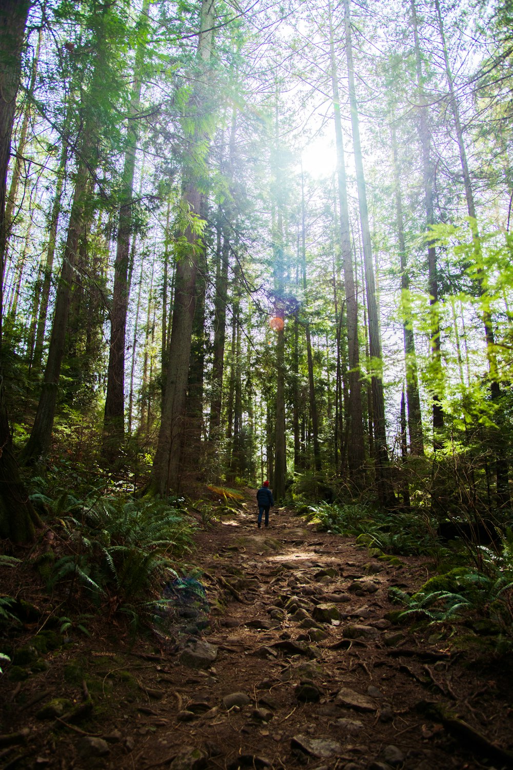 a person walking down a trail in the woods