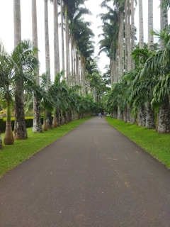 A peaceful pathway lined with palm trees leading through the Palm Avenue Jhajjar project area
