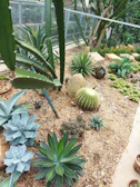 A variety of cacti and succulent plants are arranged in a sandy, desert-like environment inside a greenhouse. The scene includes a range of shapes and sizes, with spiky green leaves and rounded clusters. Rocks and gravel fill the ground, enhancing the arid appearance.