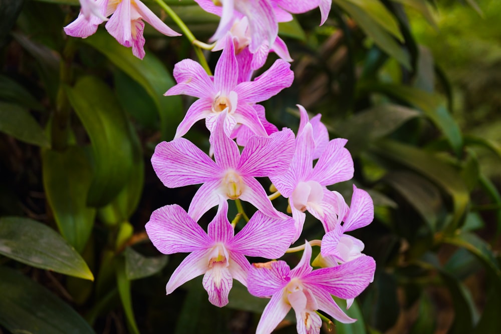 a close up of a bunch of pink flowers