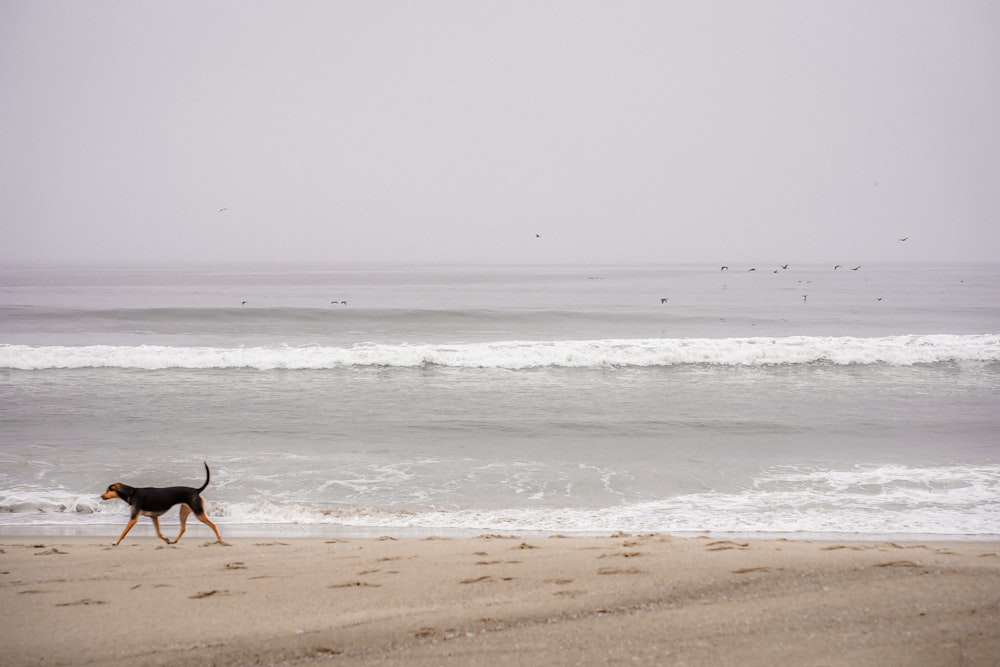 um cachorro passeando em uma praia ao lado do oceano