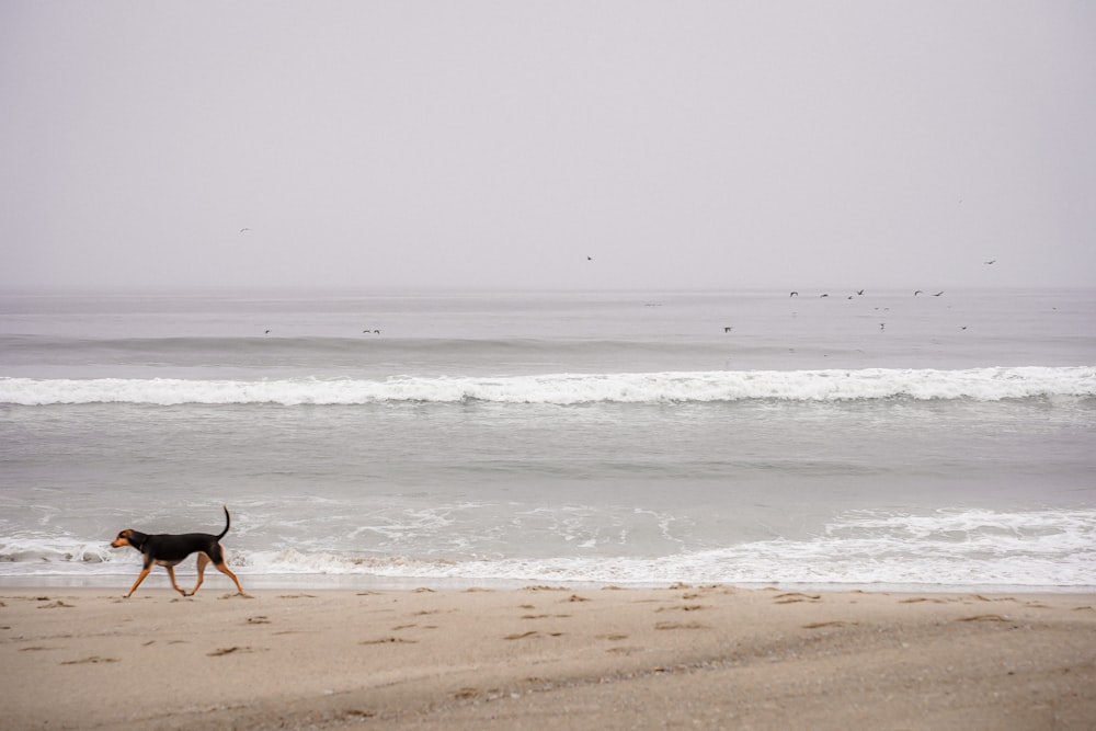 a dog walking on a beach next to the ocean