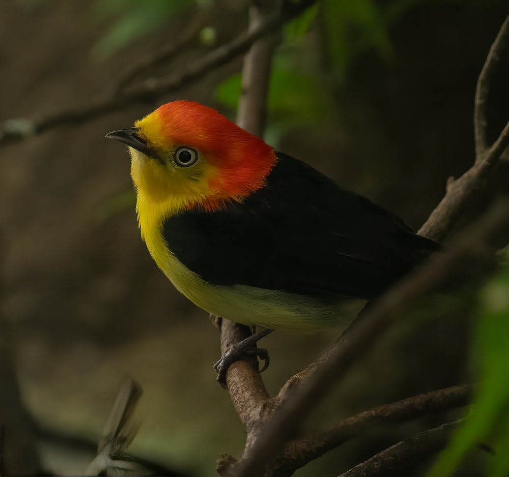 a colorful bird perched on a tree branch