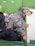 Several puppies, including at least two with dappled gray and black coats, are sleeping closely together on a green surface.