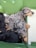 Several puppies, including at least two with dappled gray and black coats, are sleeping closely together on a green surface.