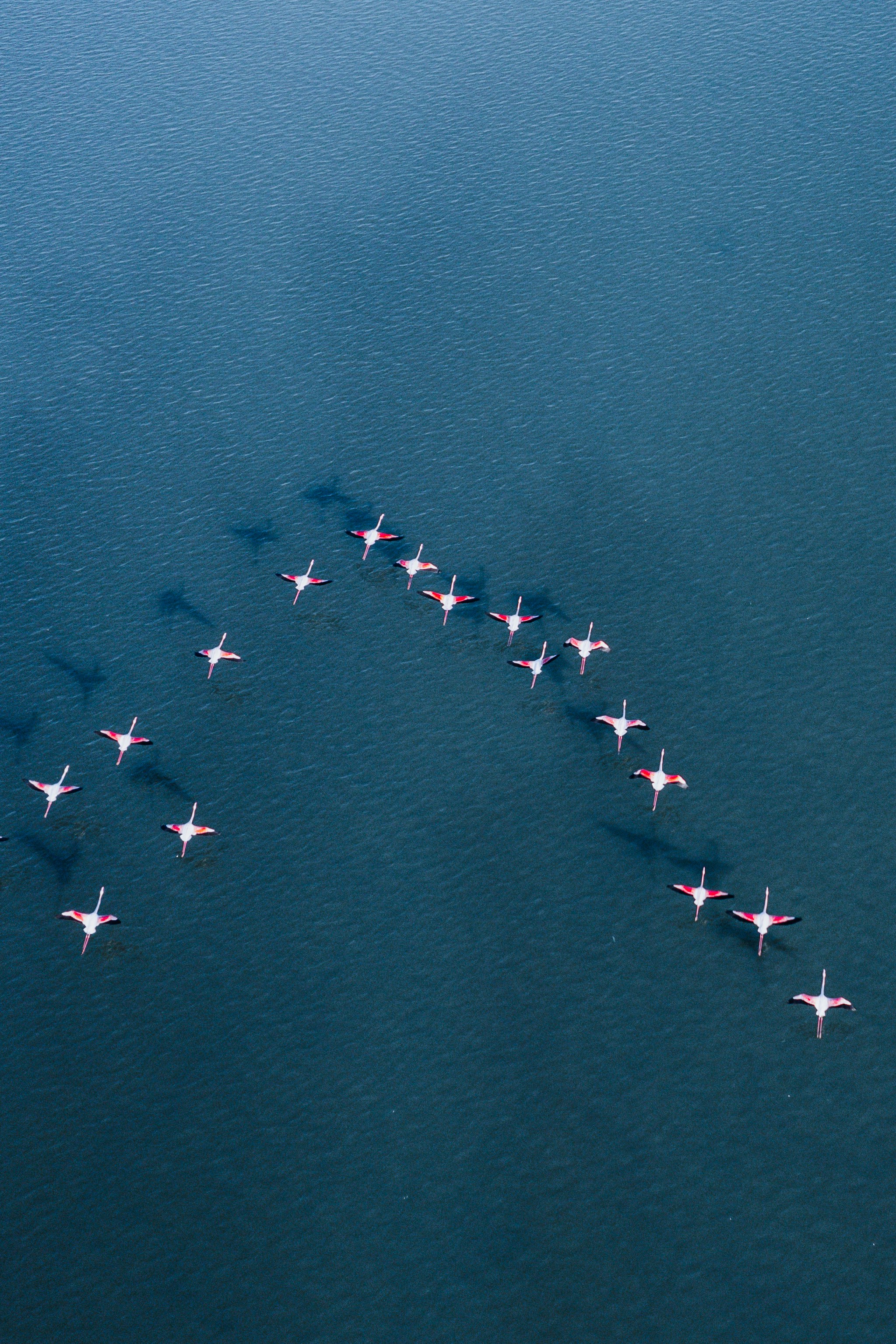A group of airplanes flying in formation in the sky photo – Free Animal ...