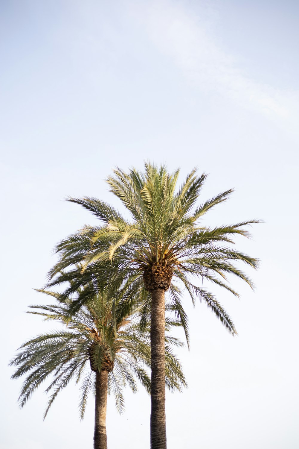 a couple of palm trees standing next to each other