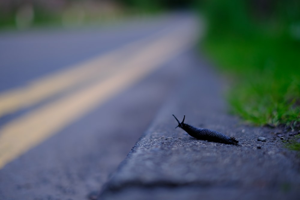 une limace rampant sur le bord d’une route