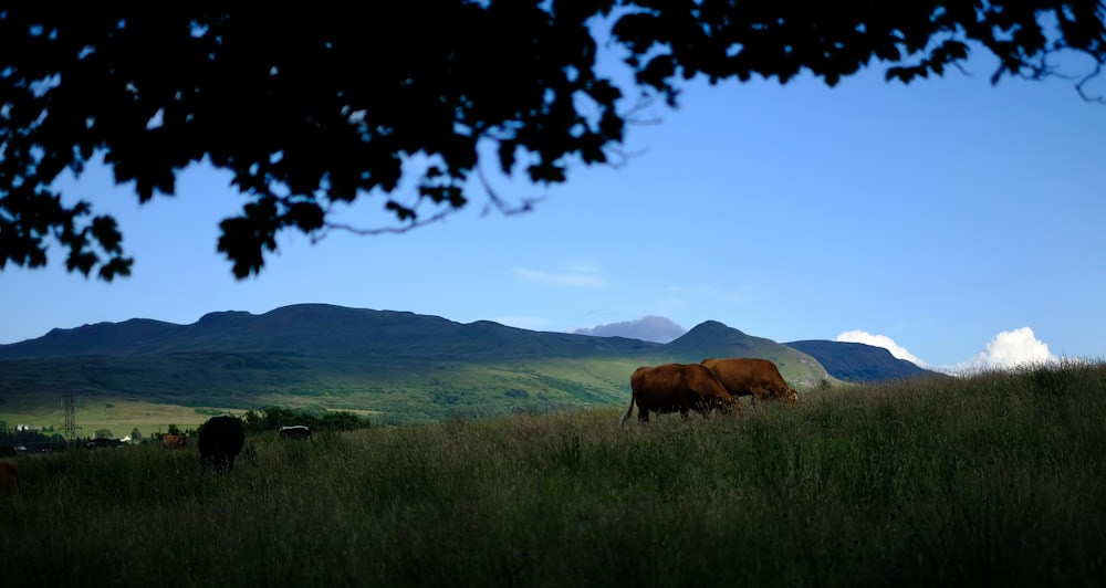 a herd of cattle grazing on a lush green hillside