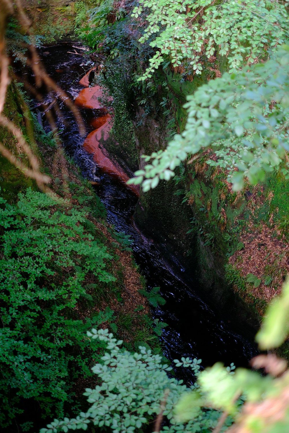 a stream running through a lush green forest