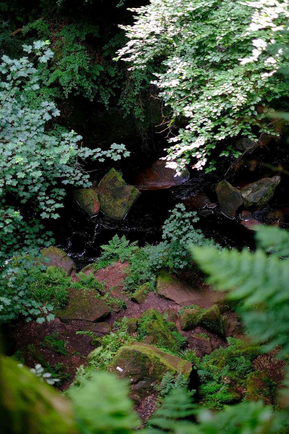 a stream running through a lush green forest