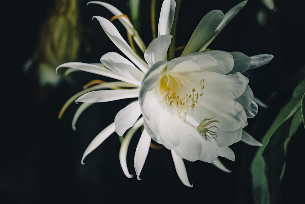 Un primer plano de una flor blanca con hojas verdes