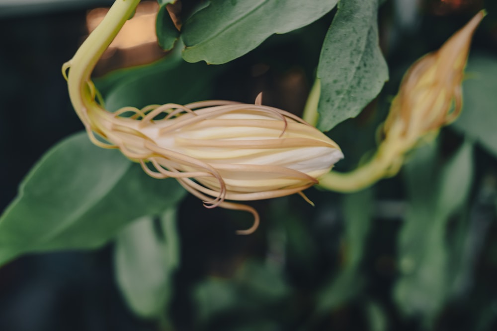 a close up of a flower on a plant