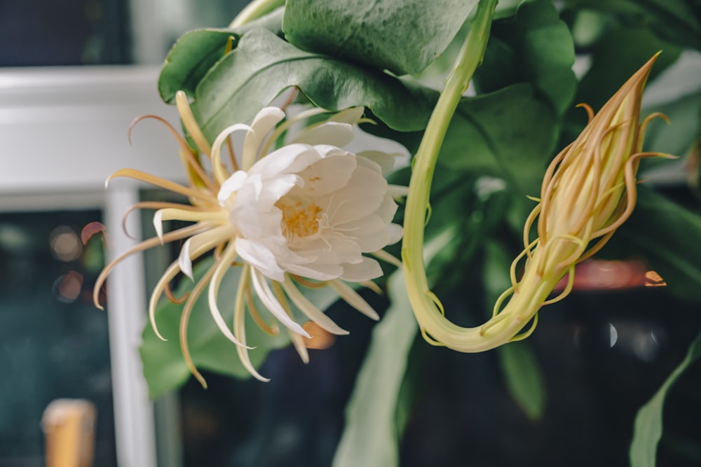 a white flower with yellow stamens and green leaves