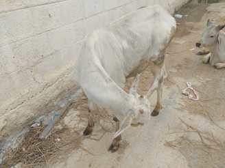 A light-colored cow is standing near a concrete wall, bending its neck down as if grazing or inspecting the ground. To the right, a second cow is lying down on the dusty ground near some scattered objects, including a piece of rope. The area appears to be a rough, outdoor setting with dirt and straw on the ground.