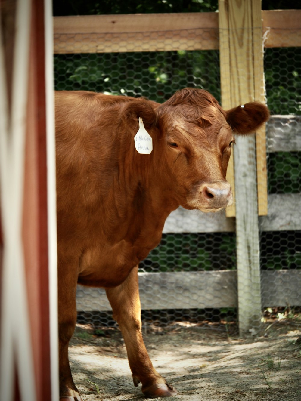 a brown cow standing next to a wooden fence