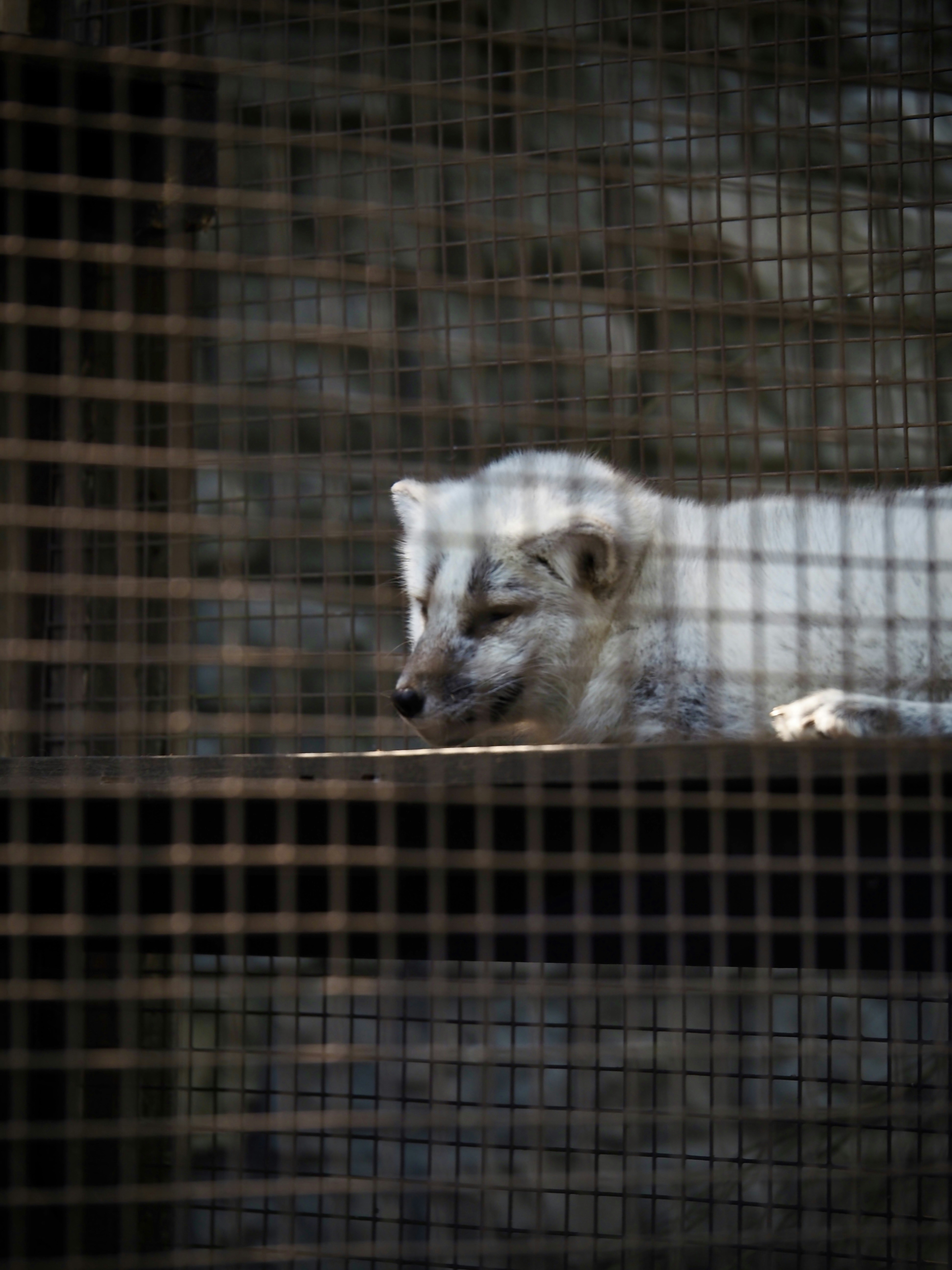 a white animal laying on top of a wooden platform