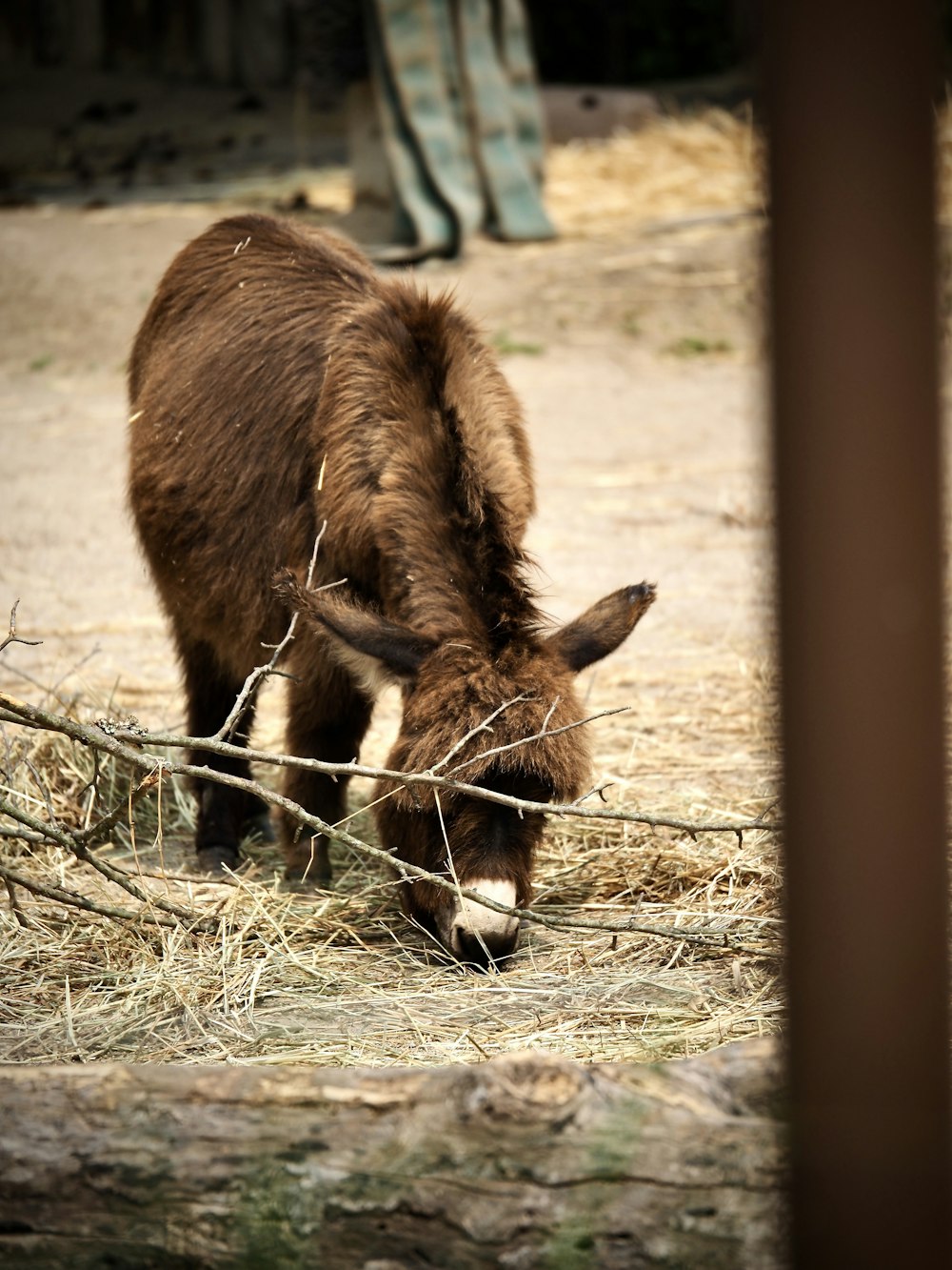 a brown and white animal eating some hay