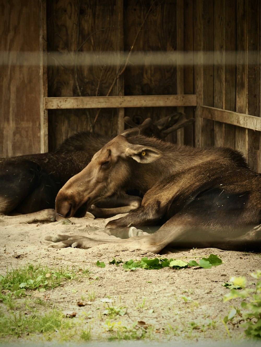 a brown horse laying down in a barn