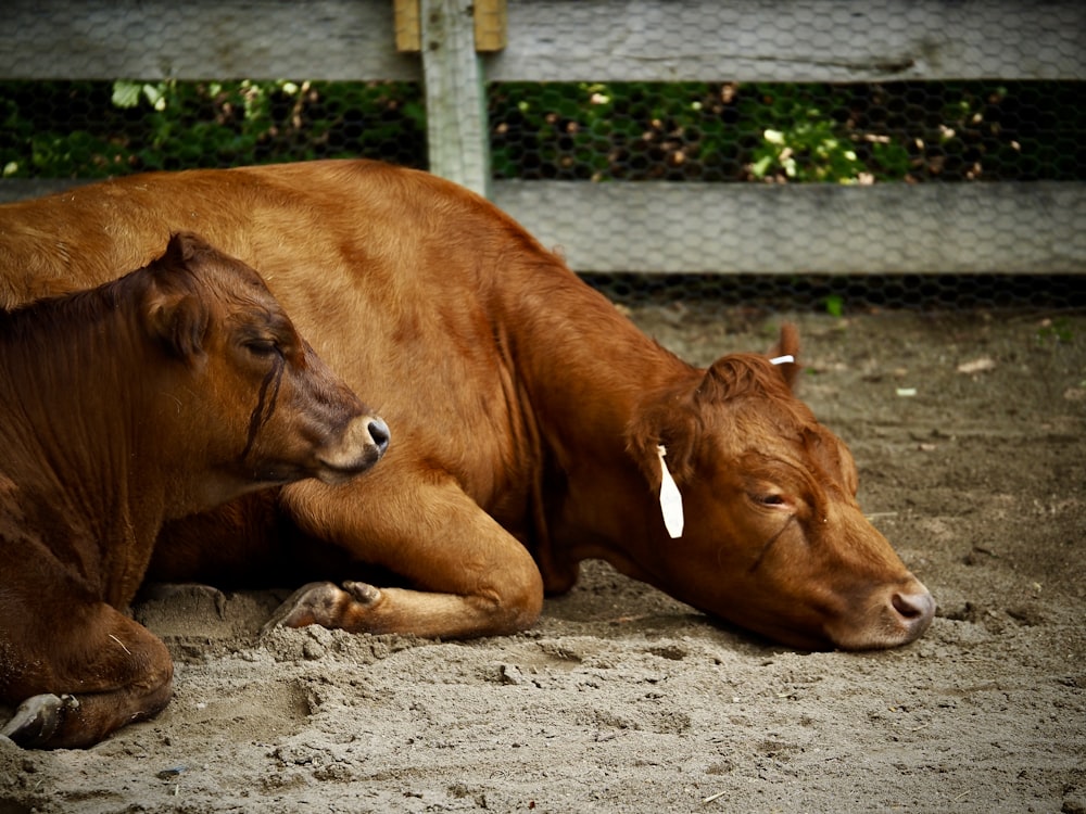 a couple of brown cows laying on top of a dirt field