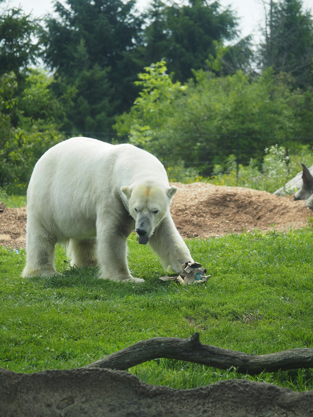 a large white polar bear standing on top of a lush green field