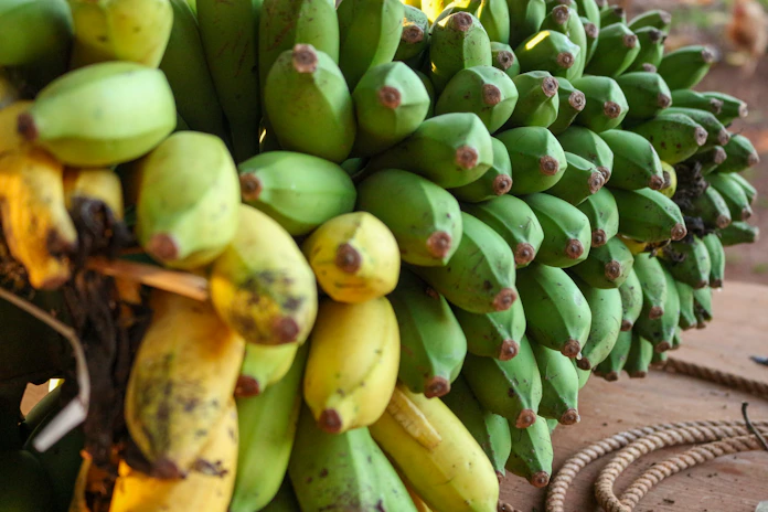 a bunch of green bananas hanging from a tree