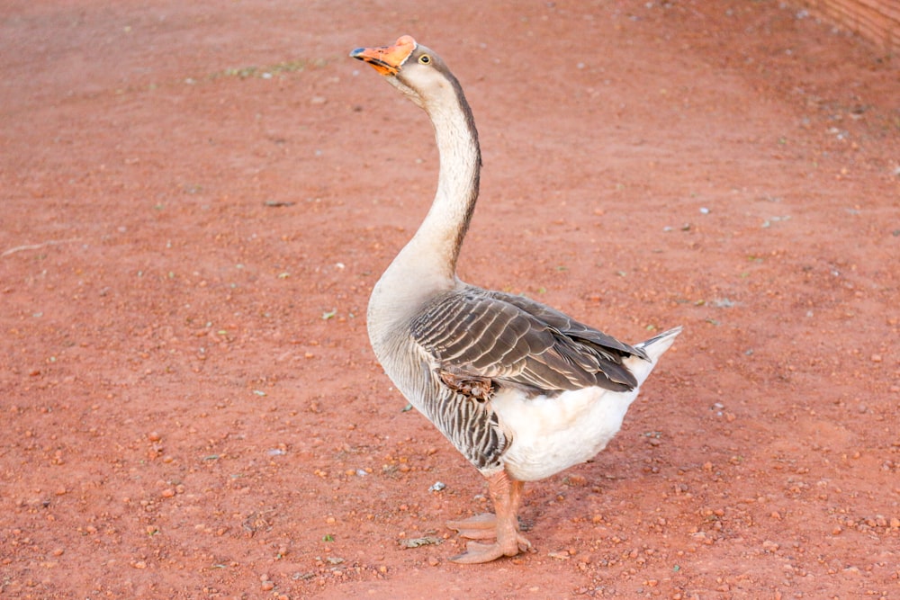 a goose standing on a dirt road next to a fence
