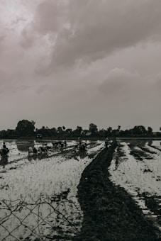 A rural scene with farmers working in a flooded paddy field. The sky is overcast, creating a somber atmosphere. There are multiple rows of seedlings visible in the waterlogged soil. Trees and buildings are seen in the distant background.