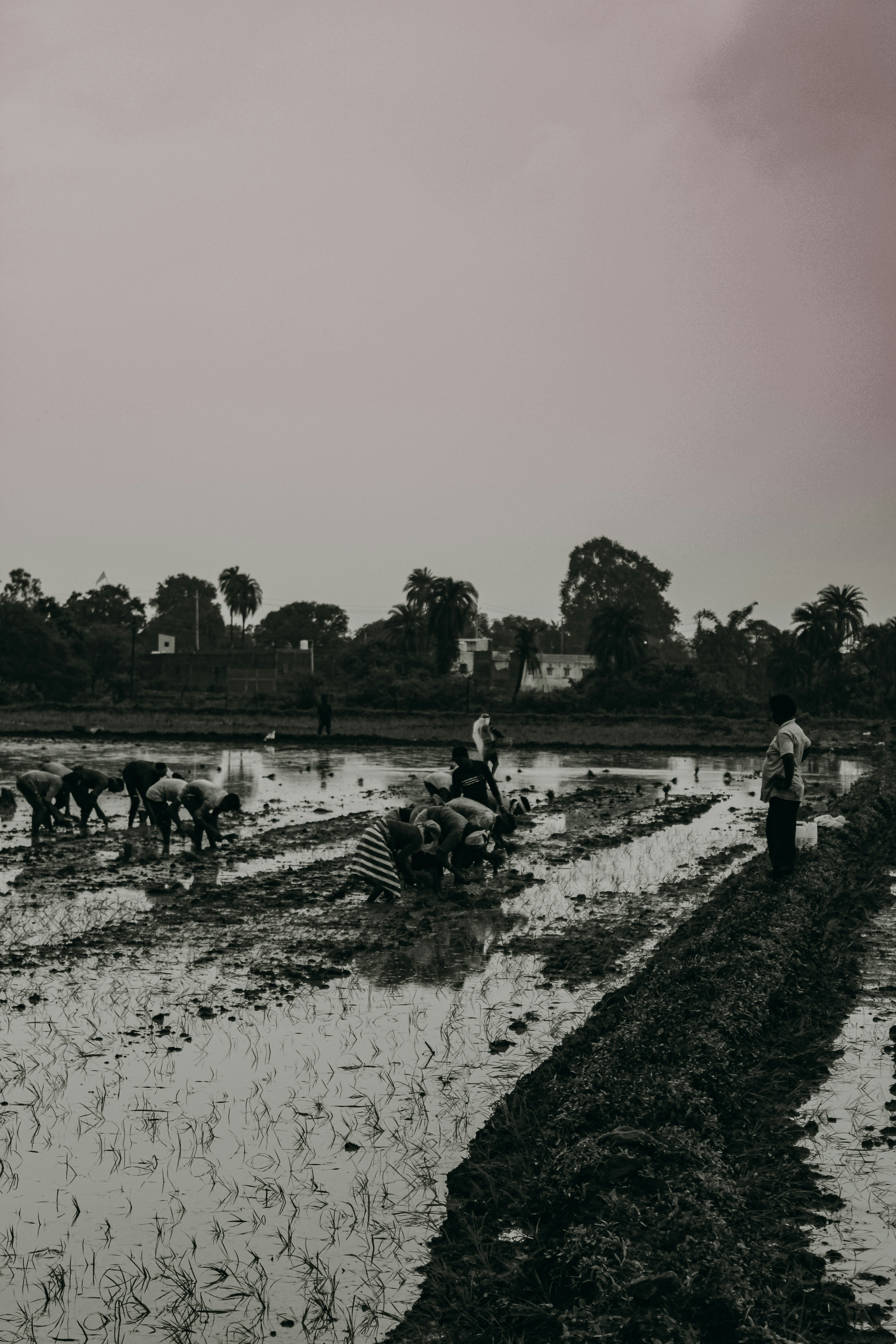 Dampak Banjir Terhadap Petani: Kebutuhan Bibit dan Pupuk Mendesak