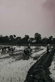 A group of people are working in a flooded field, bending over to plant or tend to crops. The landscape features a cloudy sky and a row of trees lining the background. A person stands on a dry path beside the field observing the activity.