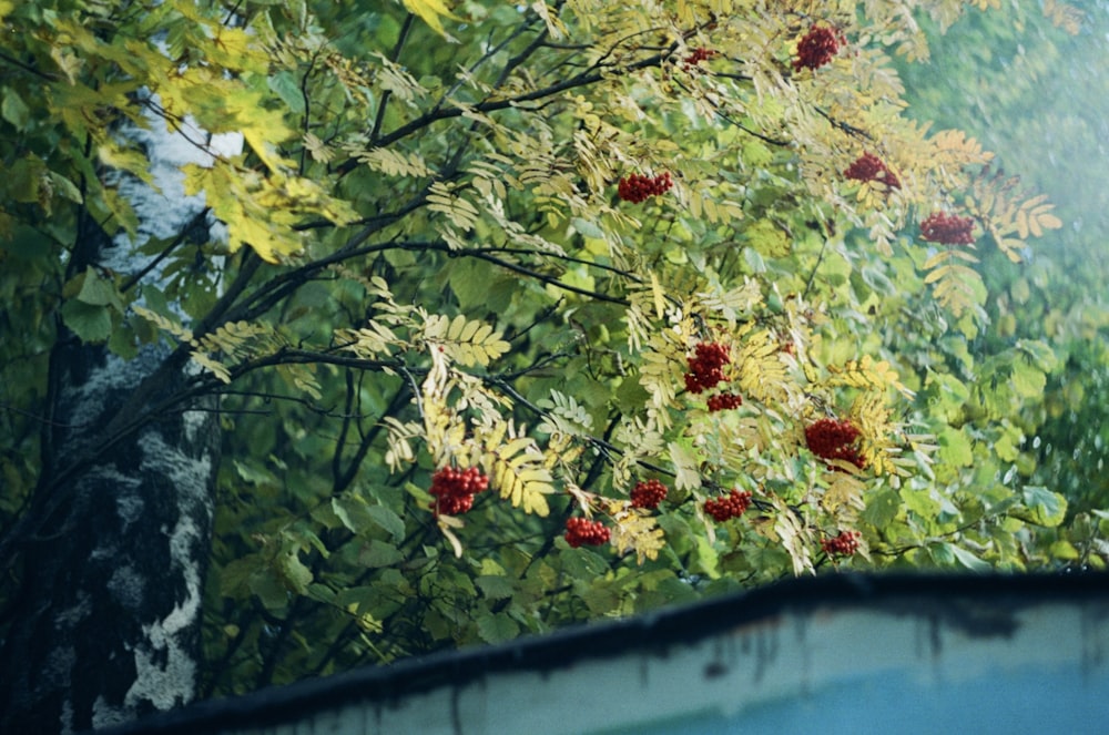 a painting of a tree with red berries on it