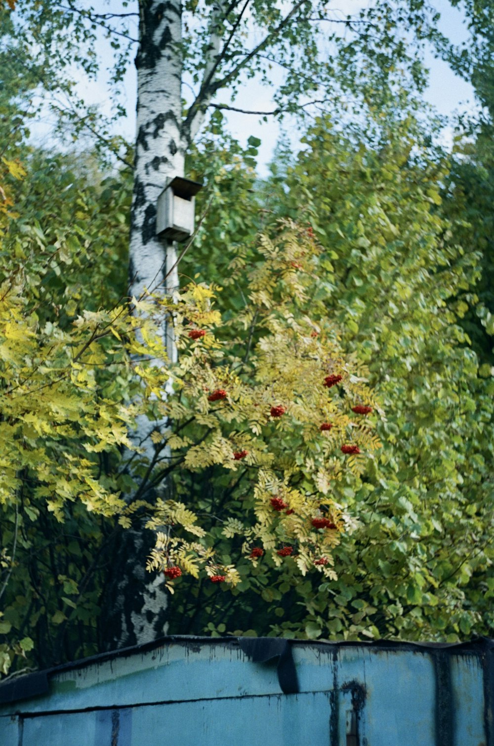 a blue trash can sitting in the middle of a forest