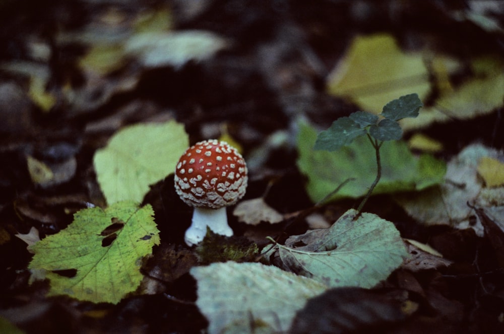 a small mushroom sitting on the ground among leaves