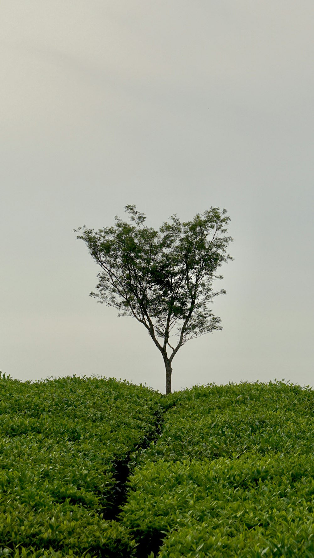 a lone tree stands in the middle of a green field