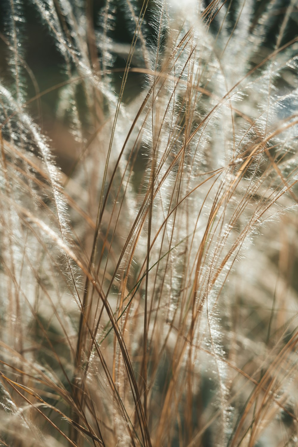 a close up of a bunch of tall grass