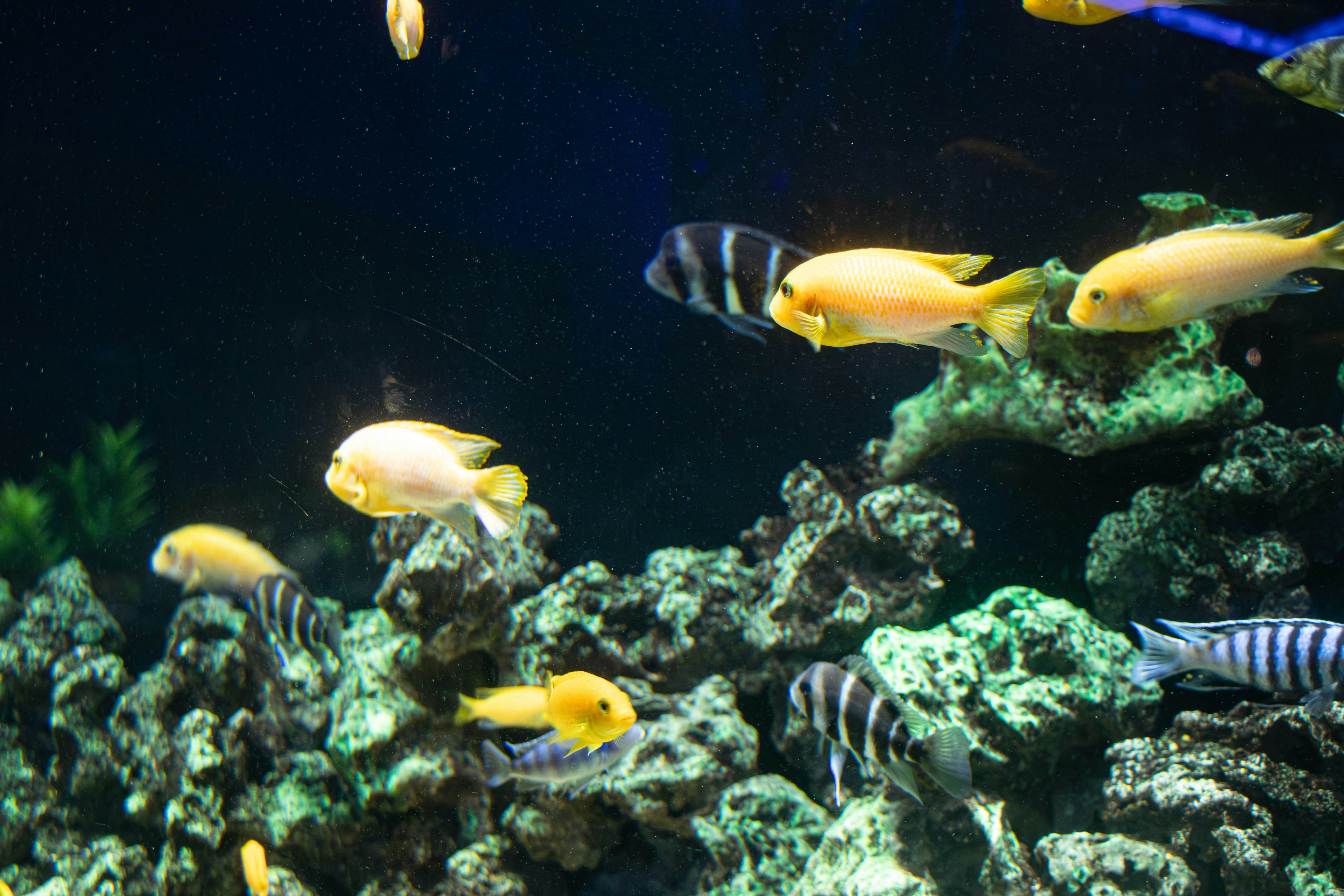 Fish swimming in aquarium