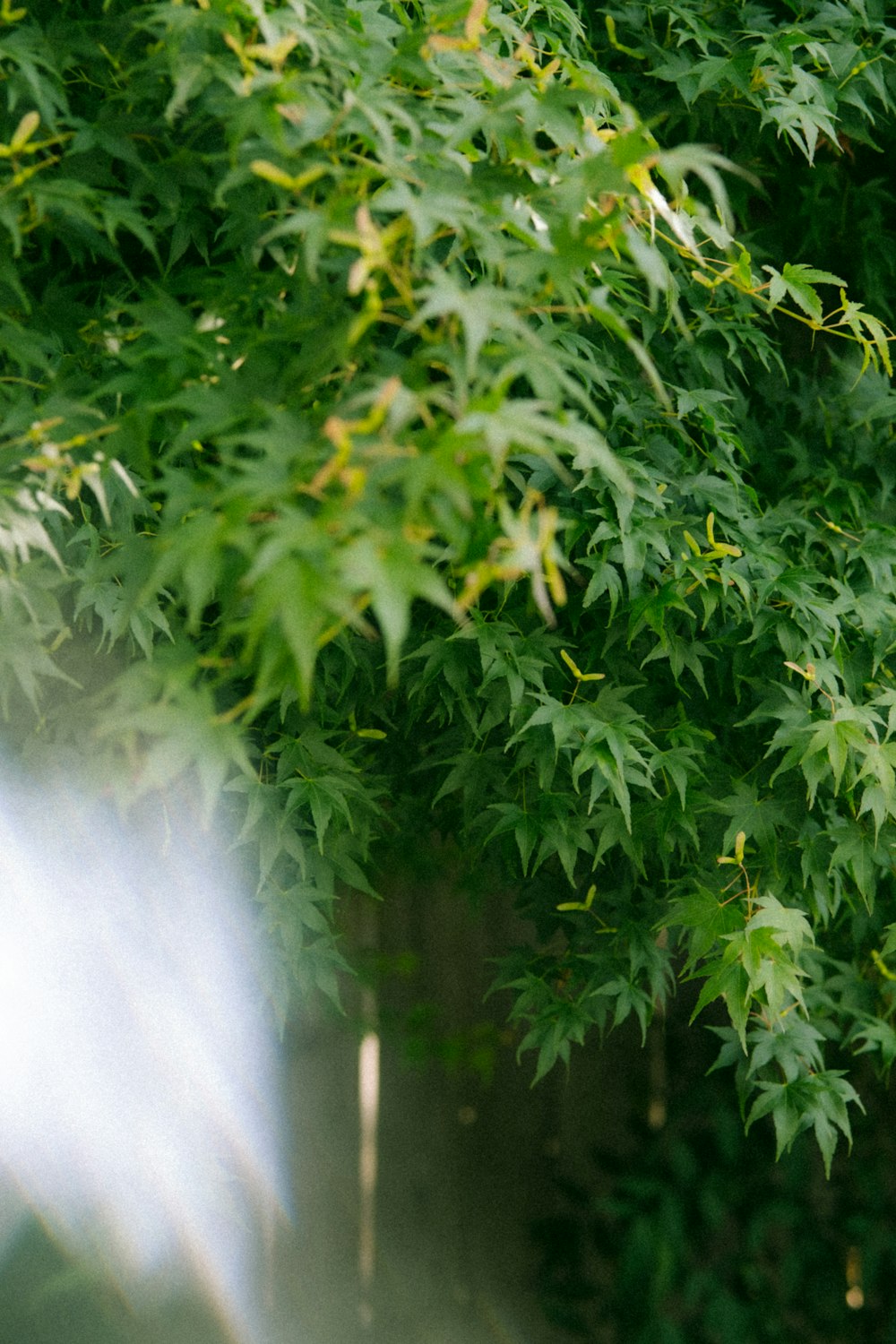 a white fire hydrant sitting next to a lush green tree