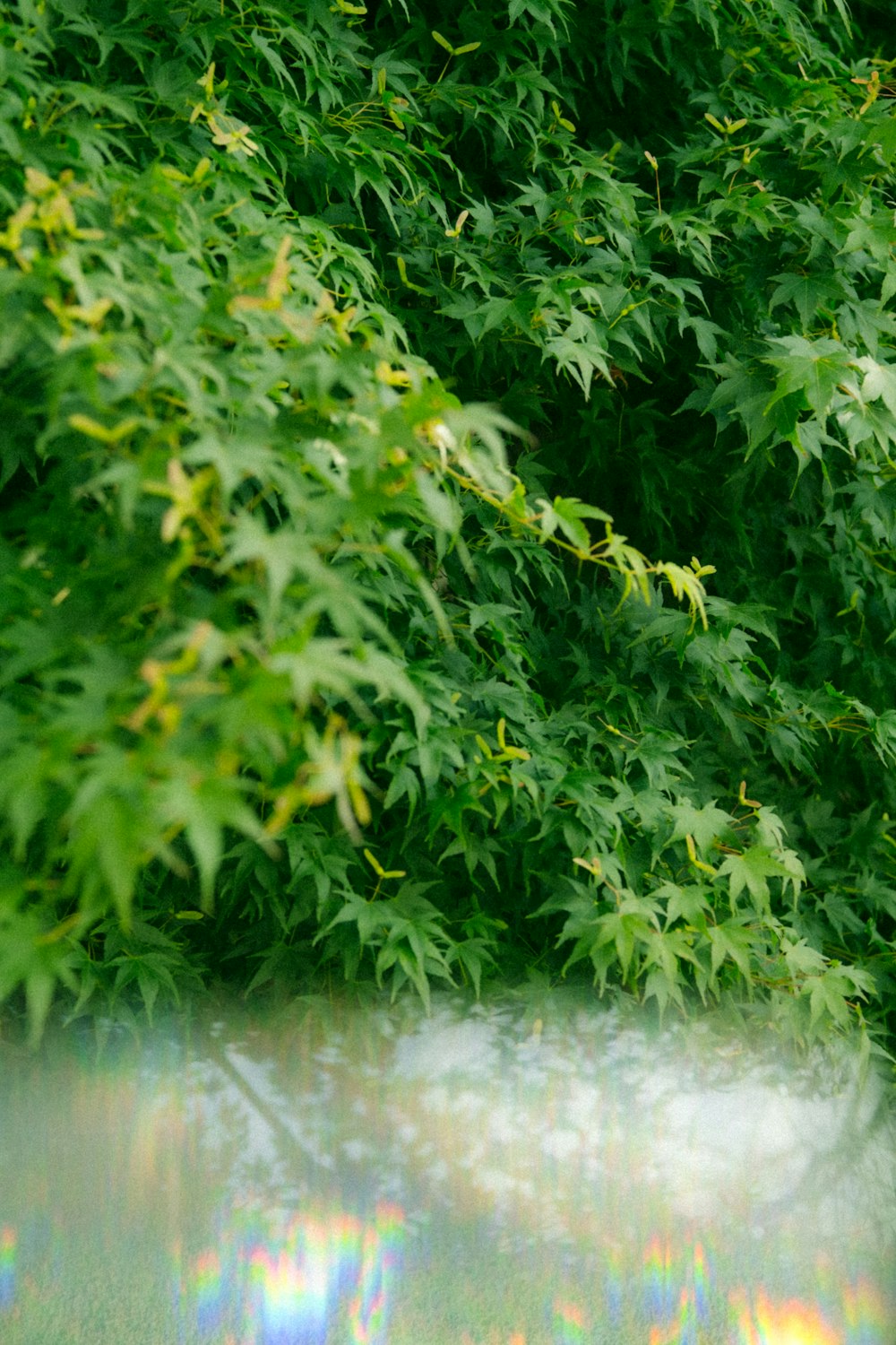 a blurry image of a tree with green leaves