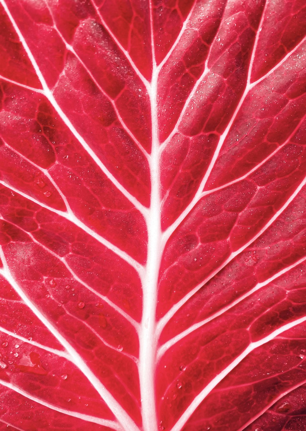 a close up of a red leaf with drops of water on it