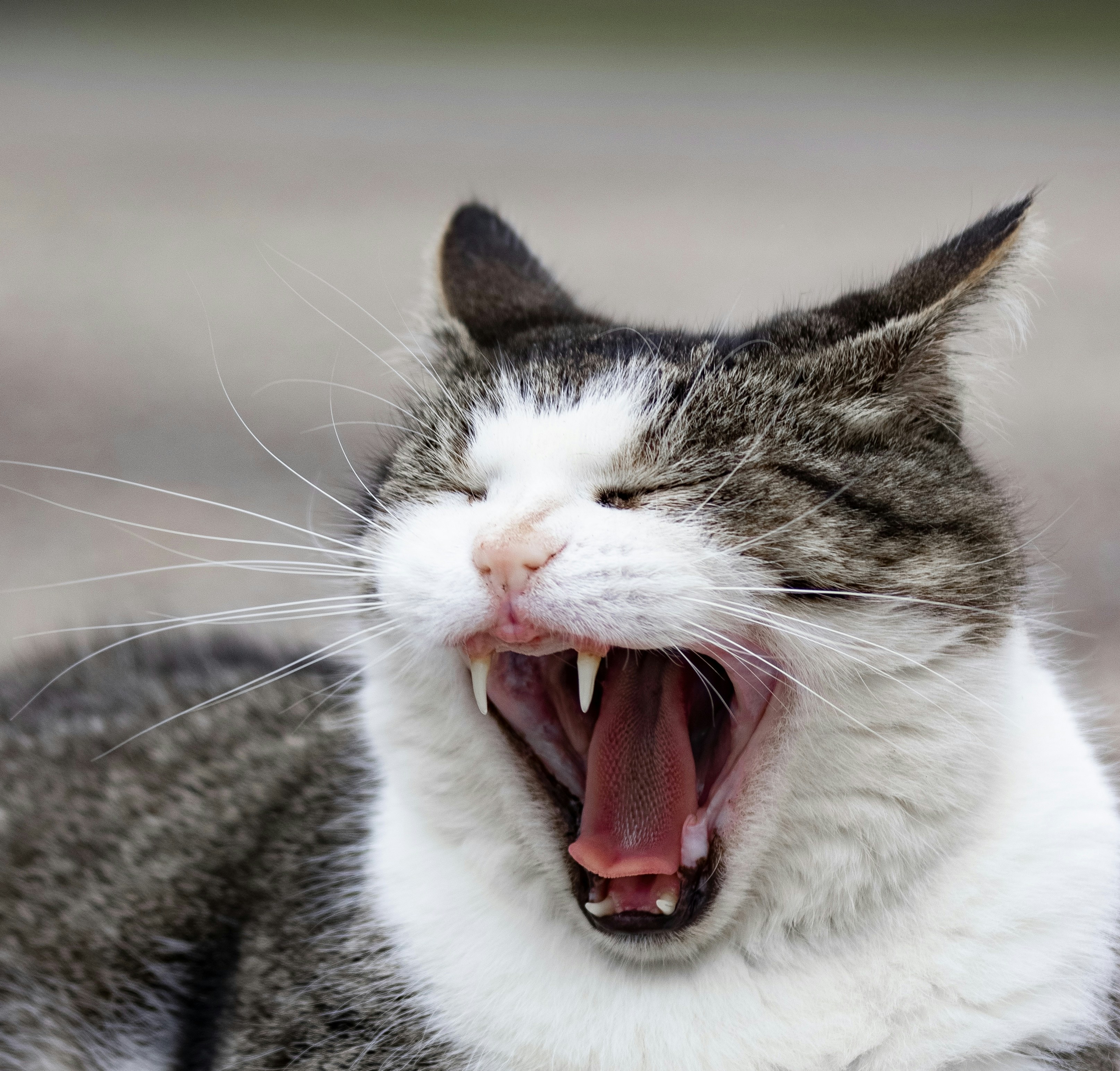 Photo by sinabahar76