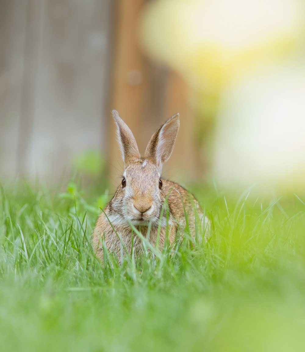 a rabbit sitting in the grass looking at the camera