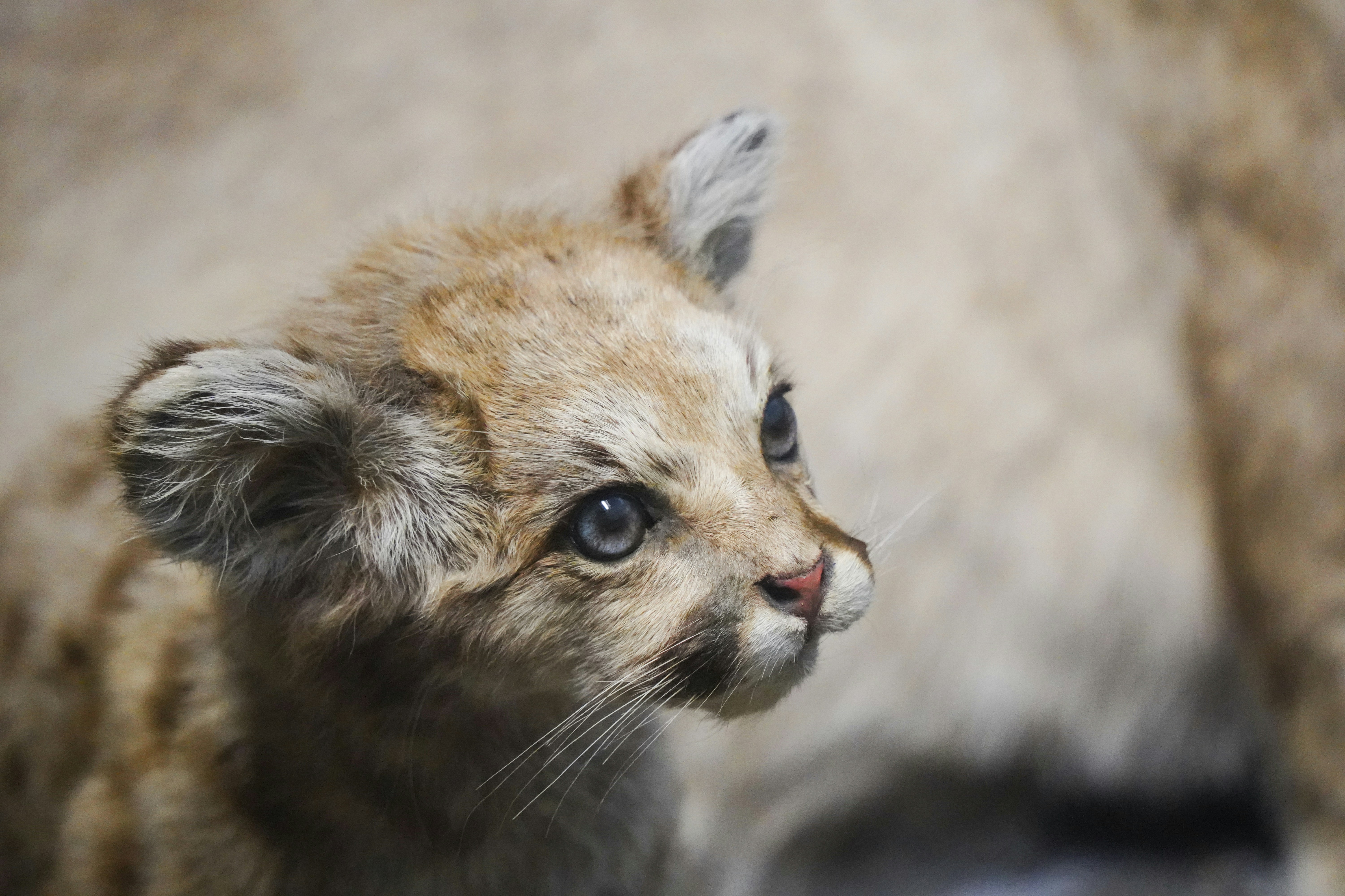 Cousins in the Wild: What Mountain Lions Can Teach Us About Our House Cats