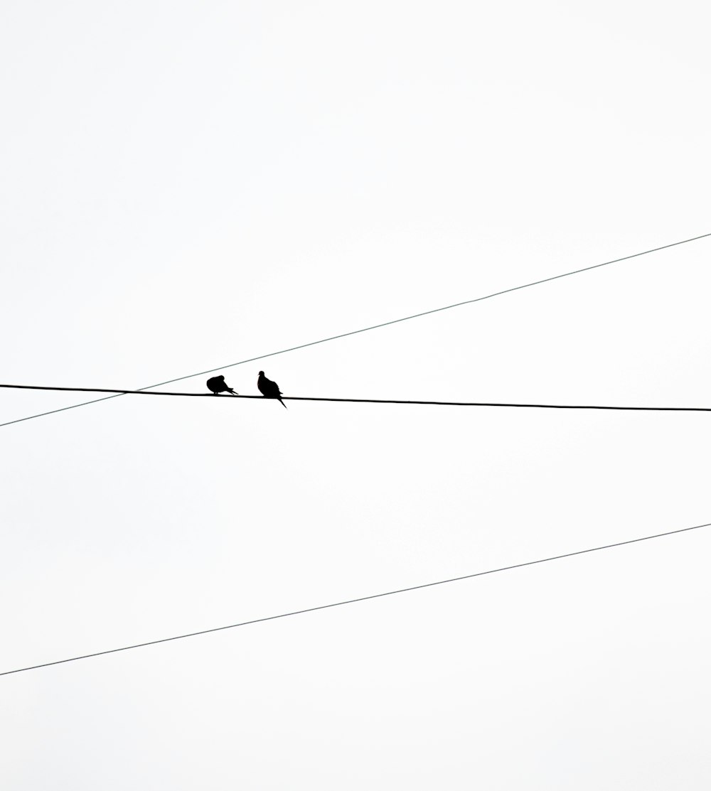 a couple of birds sitting on top of a power line