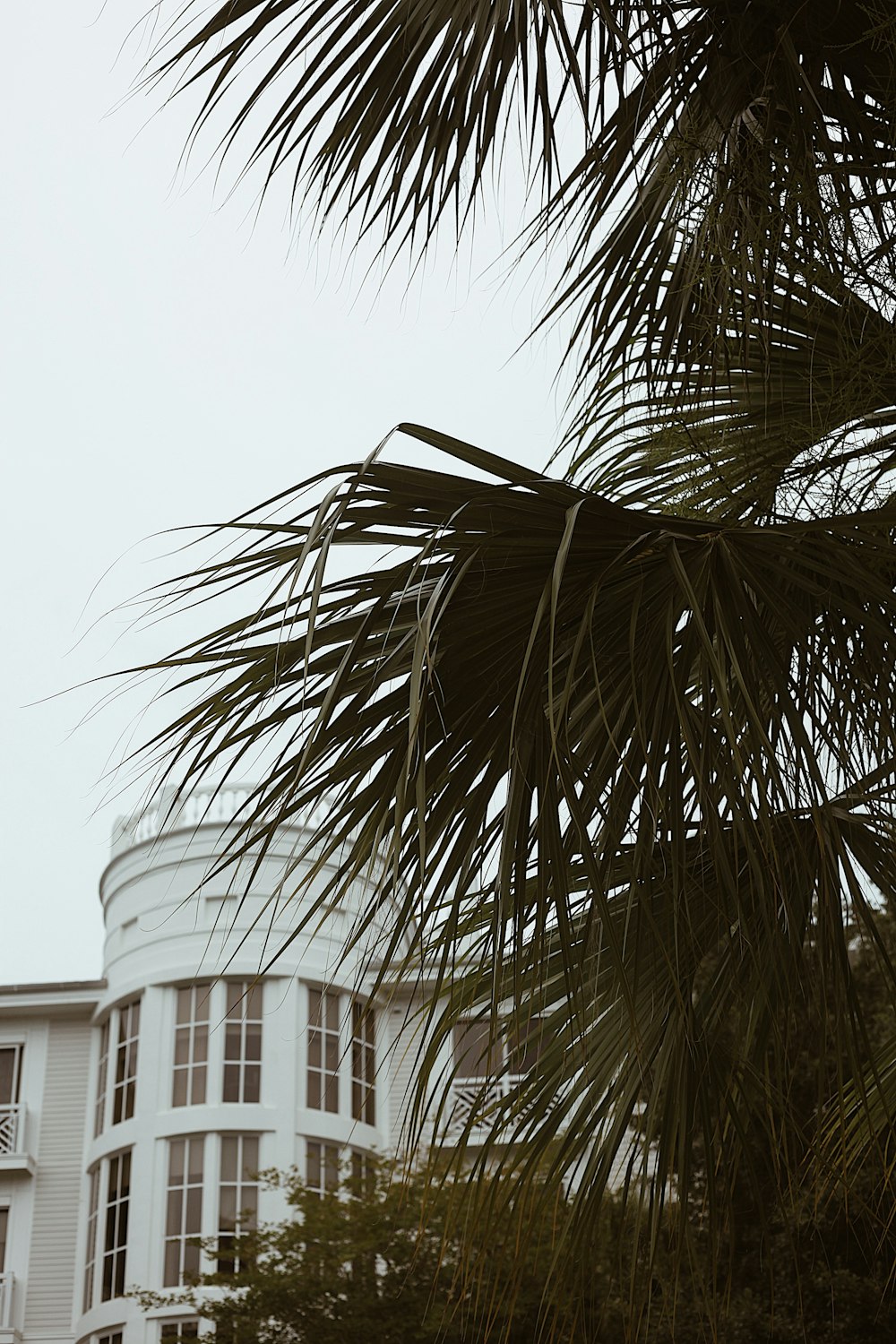 a white building and a palm tree in front of it