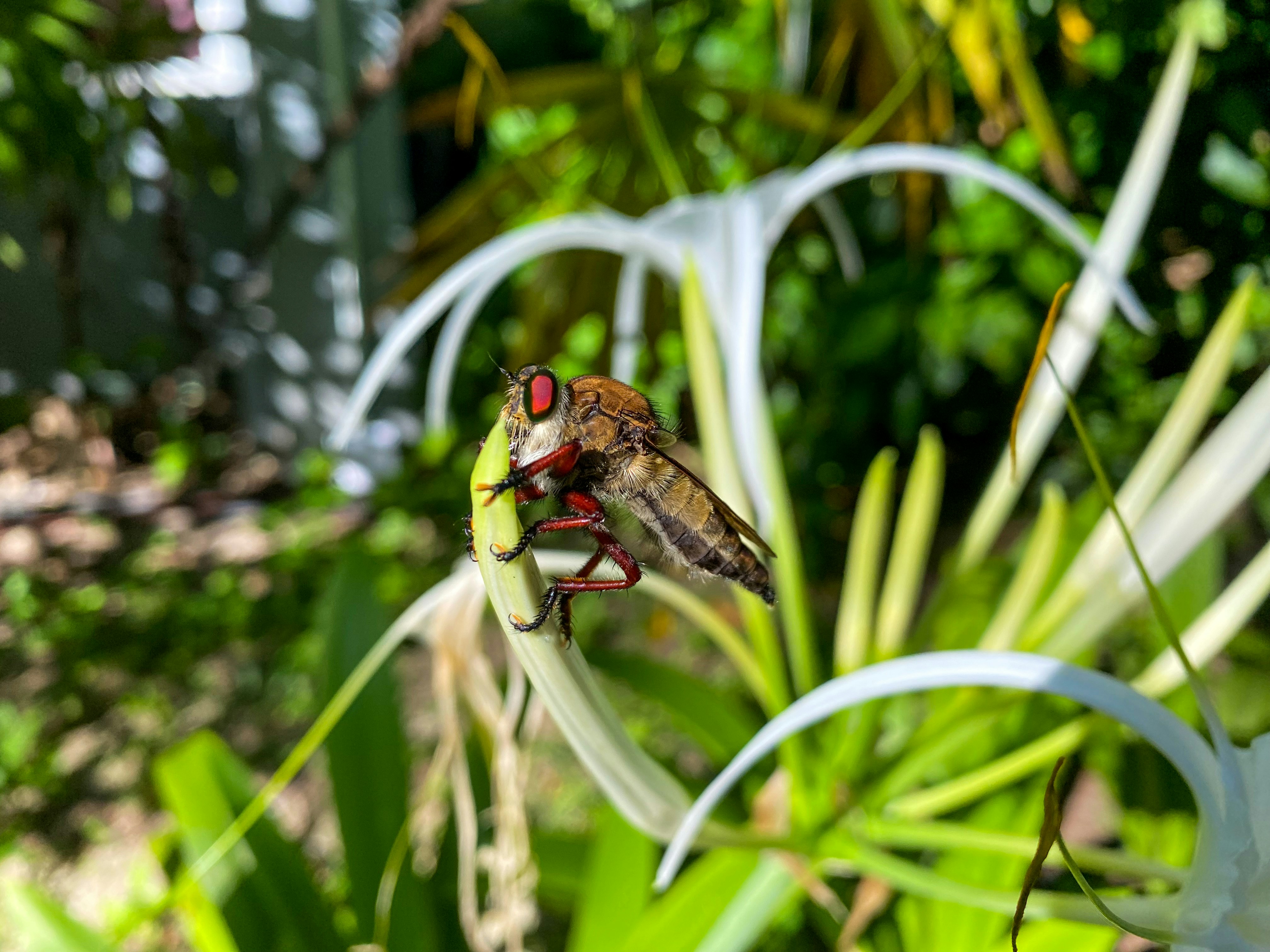Dealing with Fungus Gnats: The Ultimate Natural Solution