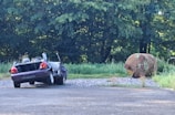 A damaged car sits abandoned on a gravel path surrounded by overgrown grass. In the background, a large, rusty metal cylinder lies on the ground near dense trees, suggesting neglect and disrepair.