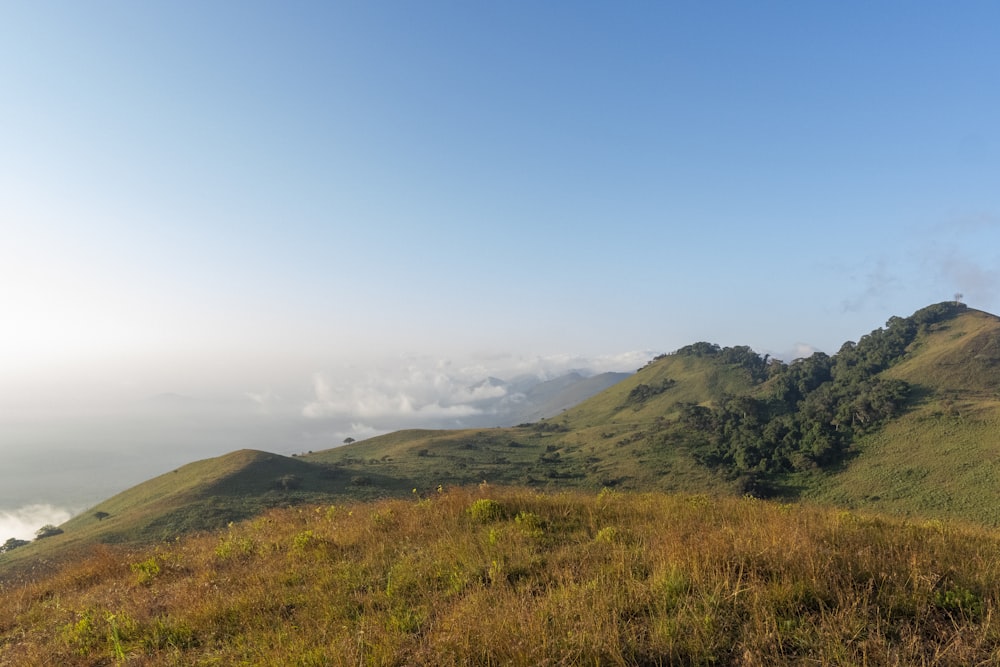 a grassy hill with a few trees on top of it