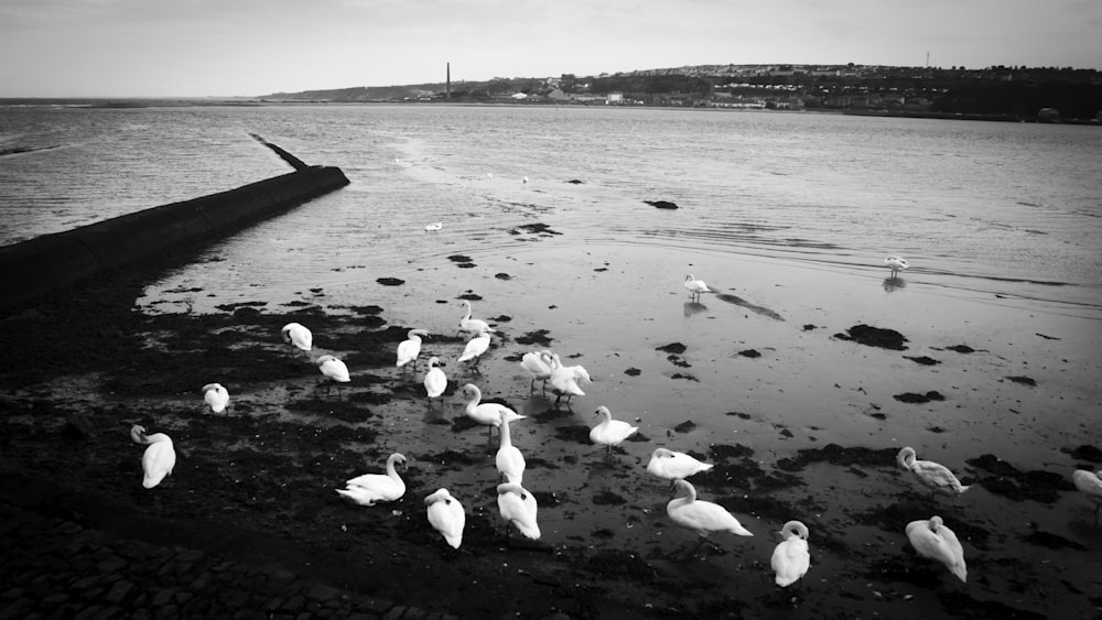 a flock of birds standing on top of a beach