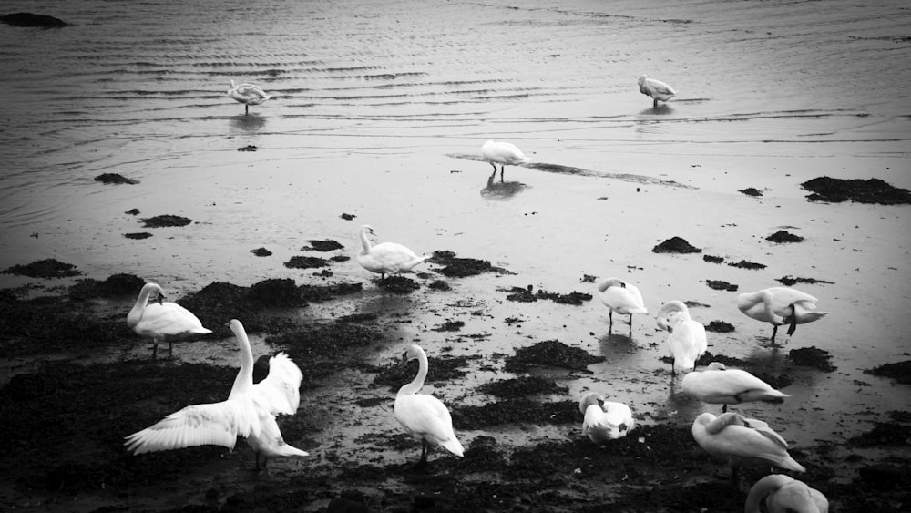 une volée d’oiseaux debout au sommet d’une plage