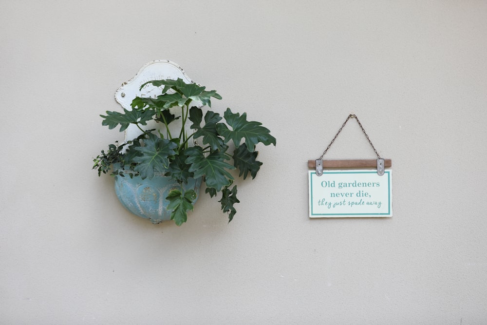 a plant hanging on a wall next to a sign